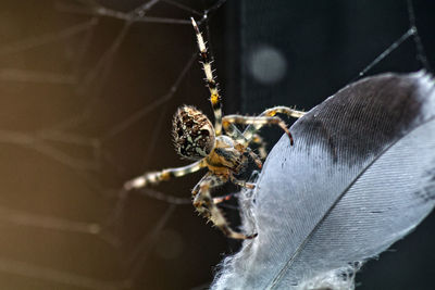 Close-up of spider on web