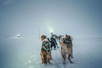 Rear view of man with dogs at beach