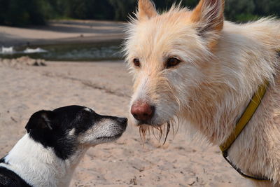 Close-up of dog looking away