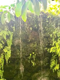 Close-up of fresh green plants in water