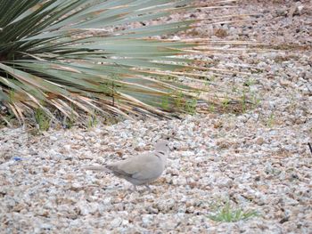 Close-up of bird