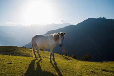 Horse in farm against sky