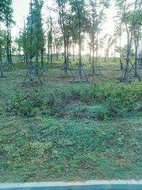 Trees in forest