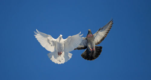 Low angle view of seagulls flying against clear blue sky