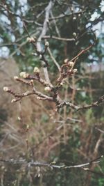 Close-up of branches against blurred background