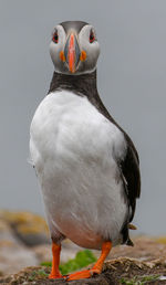 Close-up of bird perching on rock