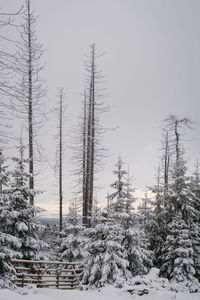 Trees on snow covered landscape against clear sky