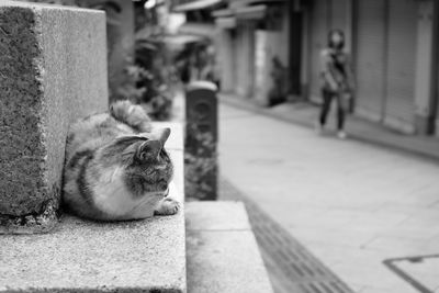 Cat relaxing on footpath
