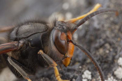 Real vespa velutina or assian wasp macro