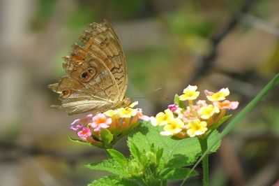 Close-up of butterfly pollinating flower