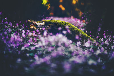 Close-up of purple flowers against blurred background