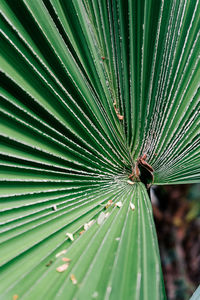 Close-up of leaf