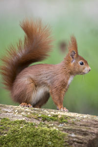 Close-up of squirrel