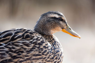 Close-up of a bird