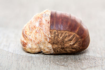 Close-up of animal shell