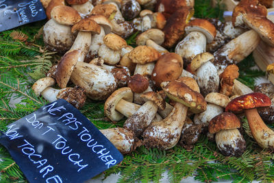 High angle view of mushrooms growing on field