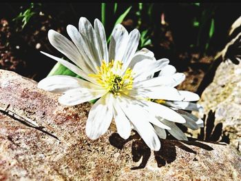 Close-up of white flower