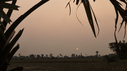 Scenic view of field against clear sky at sunset