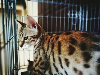 Close-up of cat in cage