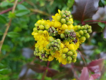 Close-up of yellow flowering plant