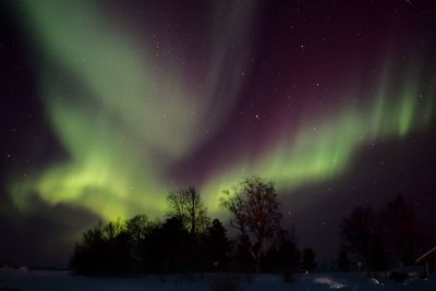 Low angle view of trees against sky at night