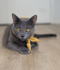 Portrait of cat relaxing on floor at home