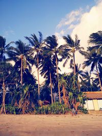 Low angle view of palm trees against sky