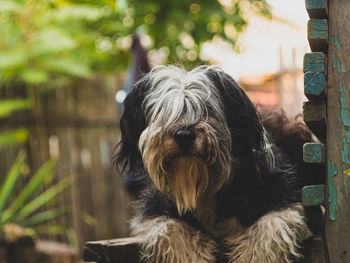 Close-up portrait of a dog