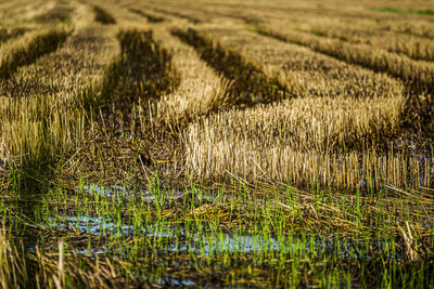 Scenic view of corn field