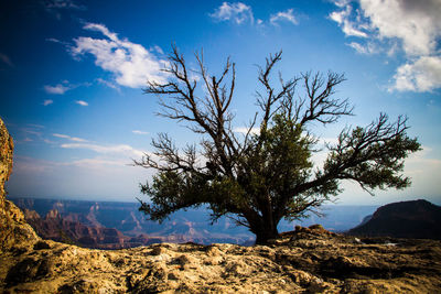 Tree on rock against sky