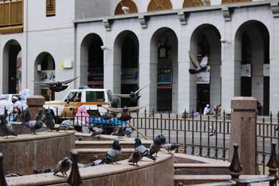 Pigeons perching in a building