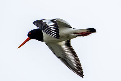 Bird flying over white background