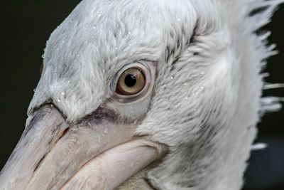 Close-up of eagle