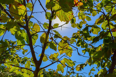 Low angle view of tree against sky