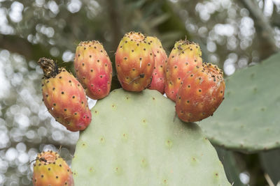 Close-up of strawberries