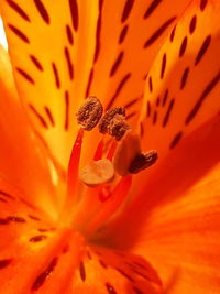 Extreme close-up of orange flower