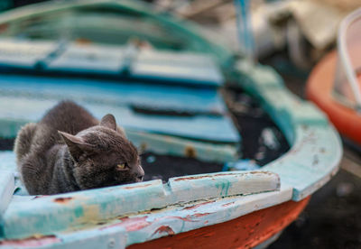 Portrait of cat sitting on boat