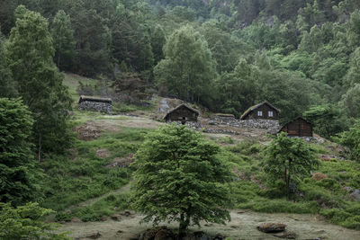 Scenic view of trees and plants in forest