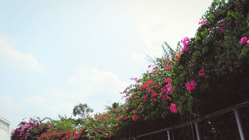 Low angle view of flowers blooming on tree against sky