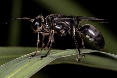 Close-up of insect on leaf