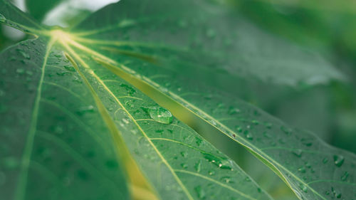 Close-up of raindrops on leaves