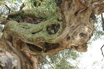 Low angle view of tree trunk