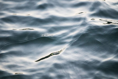 Fish swimming in sea