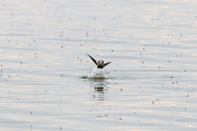 View of birds flying over lake