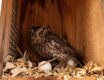 Nesting female eastern screech owl megascops asio with eggs in a nest box in bonita springs, florida