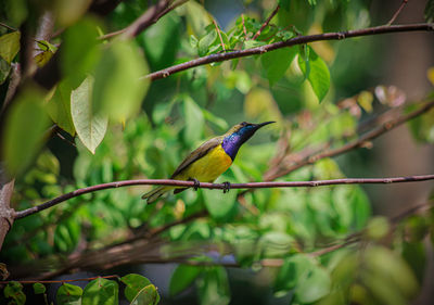 Bird perching on a branch