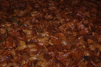 Full frame shot of leaves