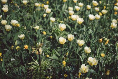 Close-up of white flowering plants