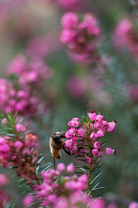 Bee pollinating on pink flower