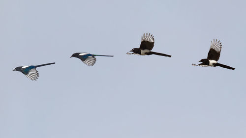 Low angle view of birds flying